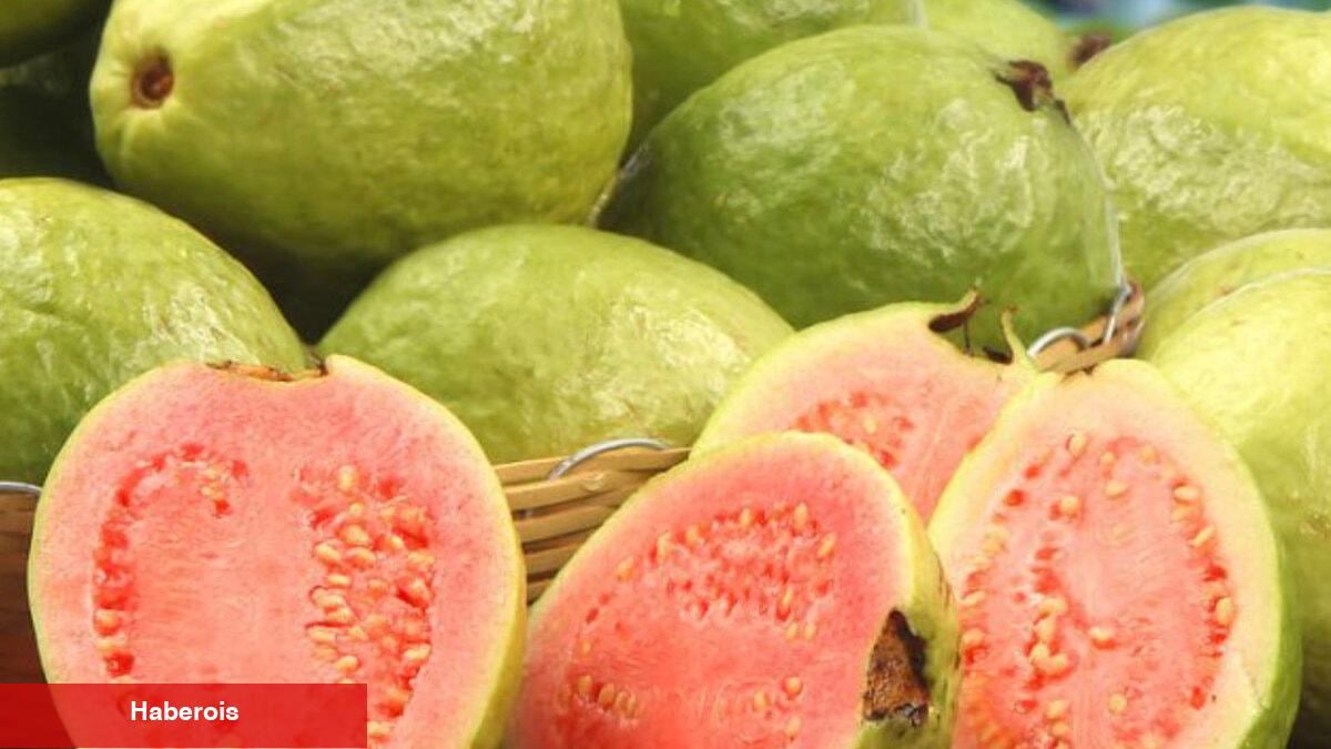 Güçlü bir antibiyotik, yaşlanma karşıtı: Guava meyvesinin bilinmeyen faydaları - Haberois Güçlü bir antibiyotik, yaşlanma karşıtı: Guava meyvesinin bilinmeyen faydaları