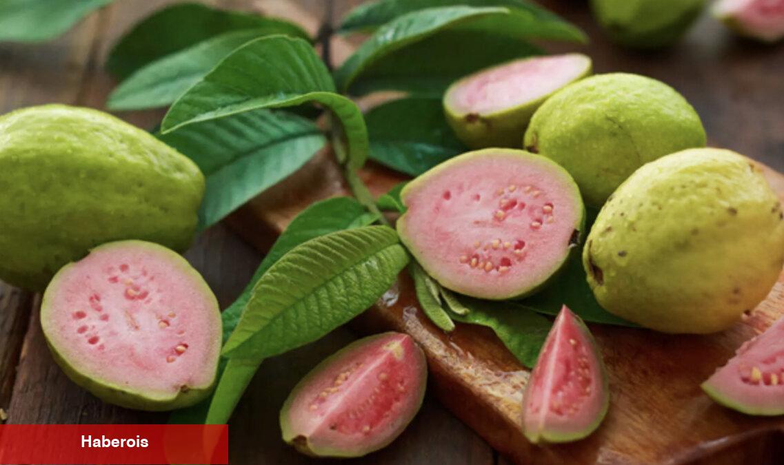 Güçlü bir antibiyotik, yaşlanma karşıtı: Guava meyvesinin bilinmeyen faydaları - Haberois Güçlü bir antibiyotik, yaşlanma karşıtı: Guava meyvesinin bilinmeyen faydaları