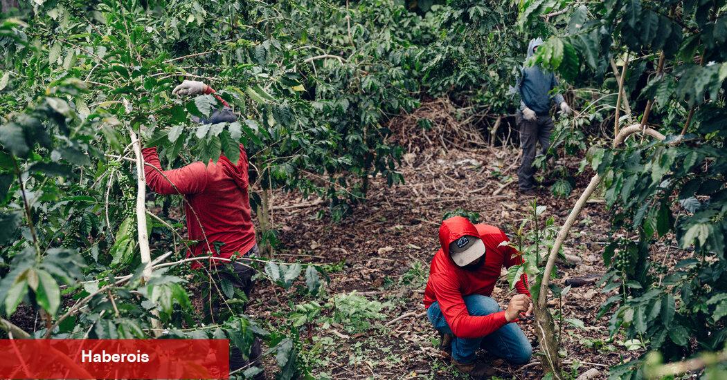 Hawaii'nin ödüllü Kona Kahve Tarlaları buz için bir hedef haline geldi