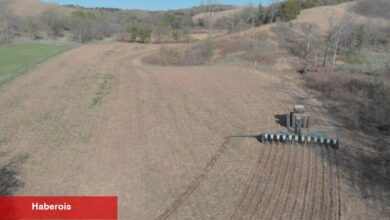 Iowa çiftçileri zaten savunmasızdı. Sonra ticaret savaşı geldi.