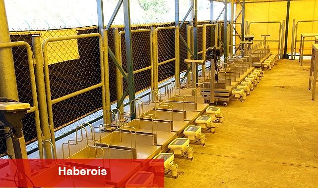 İstanbul Kurban Bayramı'na hazırlanıyor