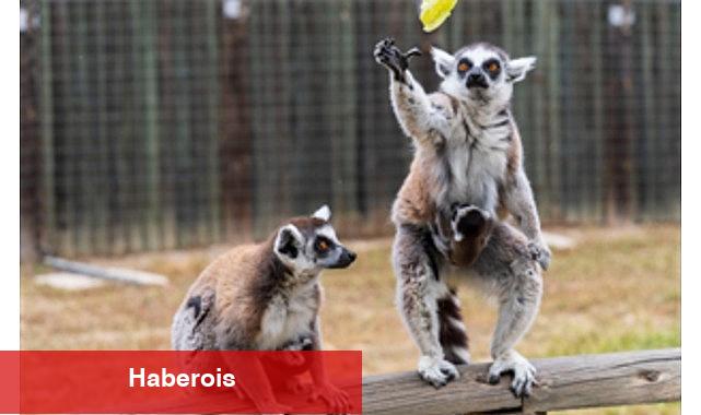 İzmir Doğal Hayat Parkı'nda bebek heyecanı