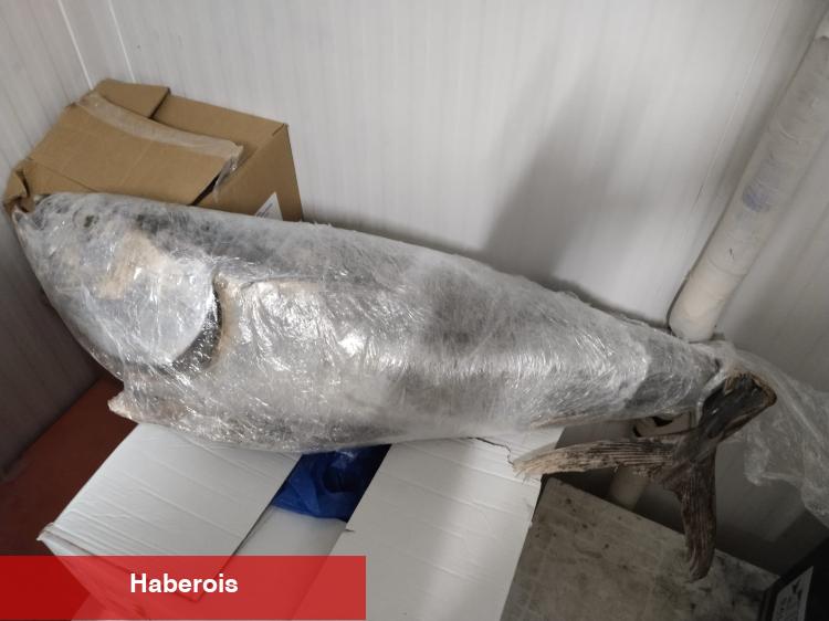 İzmir’de su ürünleri denetimlerinde ceza yağdı
