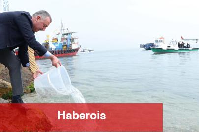 İzmit Körfezi’nde ekosisteme destek! 6 bin balık körfezle buluştu