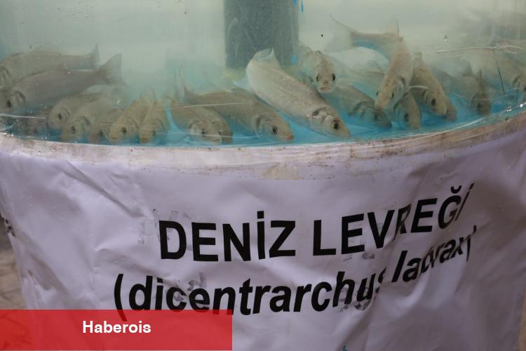 İzmit Körfezi’nde ekosisteme destek! 6 bin balık körfezle buluştu