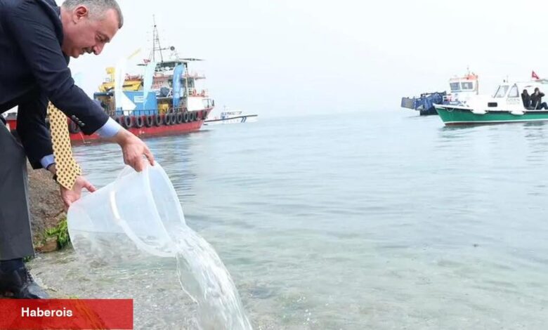 İzmit Körfezi’nde ekosisteme destek! 6 bin balık körfezle buluştu