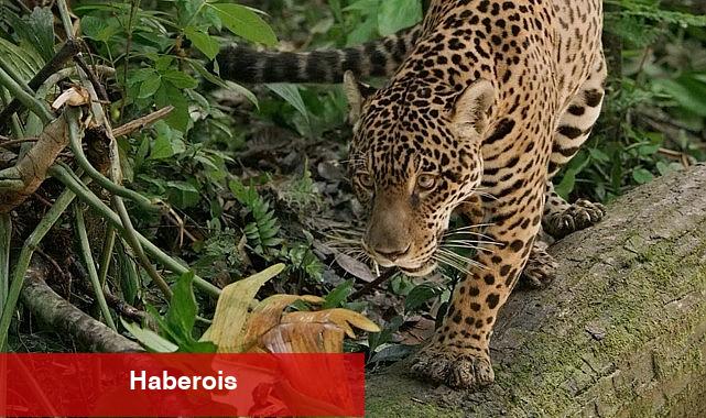 Jaguar: Guyana'nın Orman Ustası', 3 Mayıs Cumartesi Günü 20.00'de National Geographic WILD Ekranlarında! - Haberois Jaguar: Guyana'nın Orman Ustası', 3 Mayıs Cumartesi Günü 20.00'de National Geographic WILD Ekranlarında!