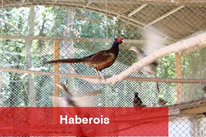 Kahverengi kokarcaya karşı sülün dayanağı - Haberois Kahverengi kokarcaya karşı sülün dayanağı