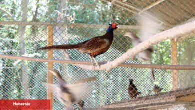 Kahverengi kokarcaya karşı sülün dayanağı