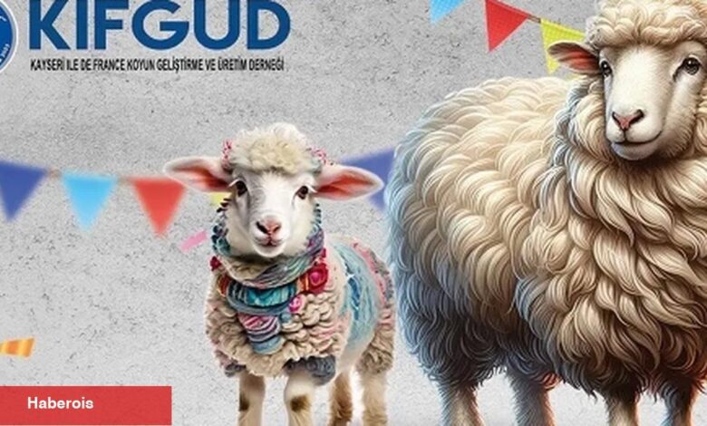 Kayseri Talas'ta France ırkına özel şenlik