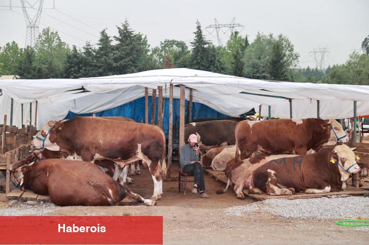Kocaeli Gebze'de kurban pazarı kuruldu
