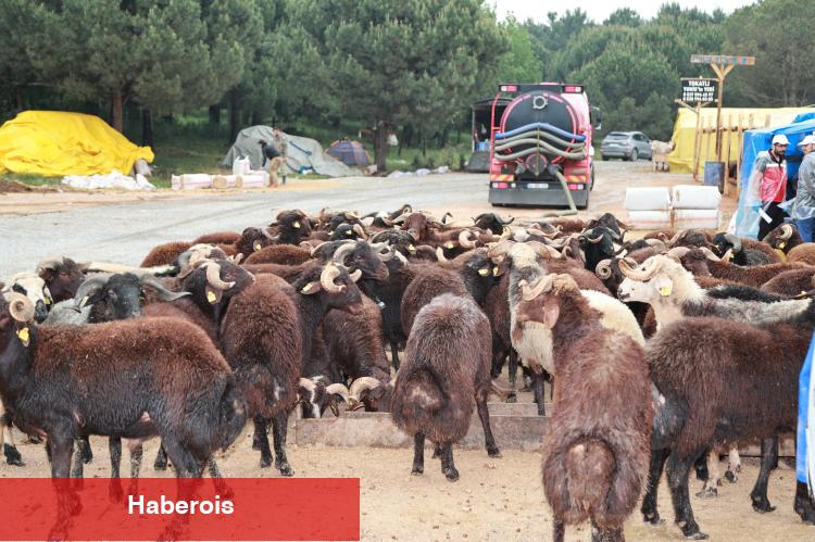 Kocaeli Gebze'de kurban pazarı kuruldu