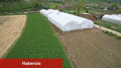 Kocaeli'nde tarım büyüyor, seracılık gelişiyor