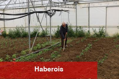 Kocaeli’nde üreticilere yüzde 50 hibeli çağdaş sera takviyesi
