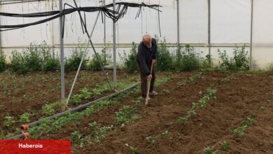 Kocaeli’nde üreticilere yüzde 50 hibeli çağdaş sera takviyesi