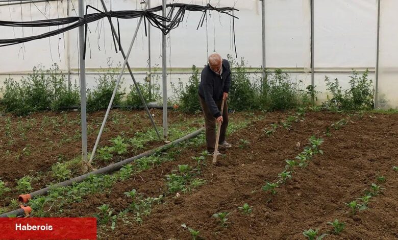 Kocaeli’nde üreticilere yüzde 50 hibeli çağdaş sera takviyesi - Haberois Kocaeli’nde üreticilere yüzde 50 hibeli çağdaş sera takviyesi