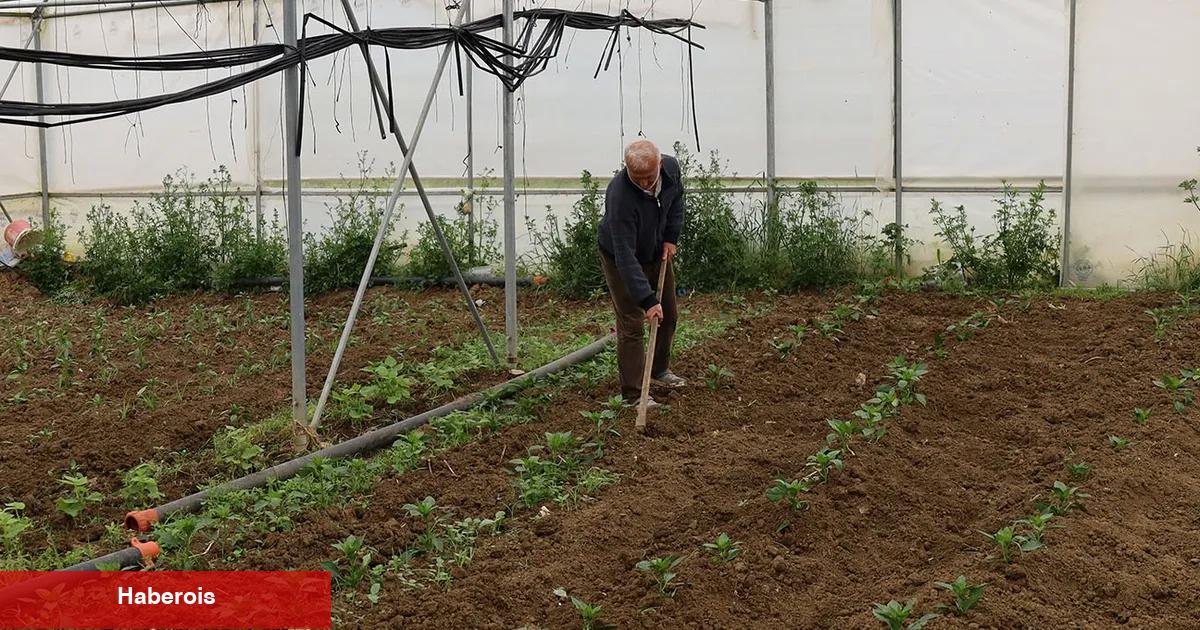 Kocaeli’nde üreticilere yüzde 50 hibeli çağdaş sera takviyesi