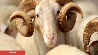 Kurban nasıl seçilir? Kurban alırken nelere dikkat edilmesi gerekenler - Haberois Kurban nasıl seçilir? Kurban alırken nelere dikkat edilmesi gerekenler