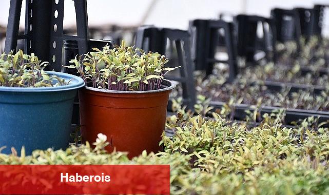 Lüleburgaz Belediyesi cet tohumlarını yaşatıyor - Haberois Lüleburgaz Belediyesi cet tohumlarını yaşatıyor