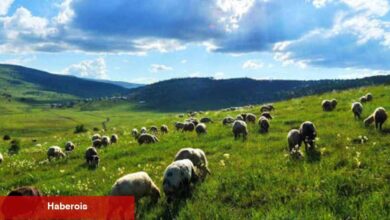 Mera alanlarının tahsis maksadının değiştirilmesi düzenlemesi
