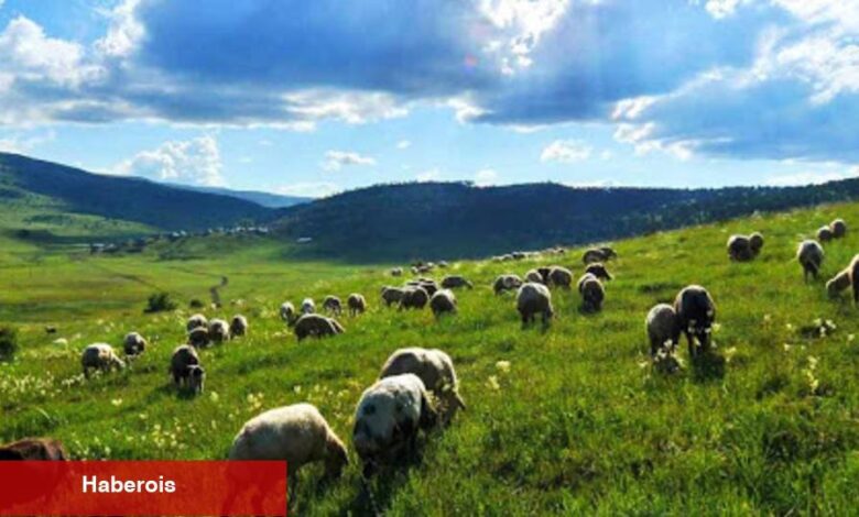 Mera alanlarının tahsis maksadının değiştirilmesi düzenlemesi - Haberois Mera alanlarının tahsis maksadının değiştirilmesi düzenlemesi