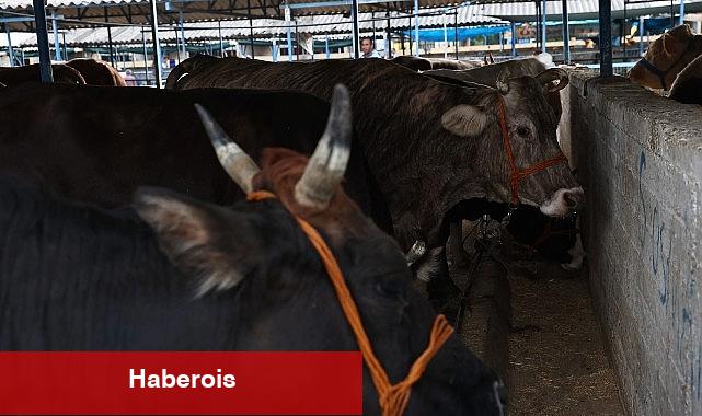 Nilüfer Kurban Bayramı'na hazır - Haberois Nilüfer Kurban Bayramı'na hazır