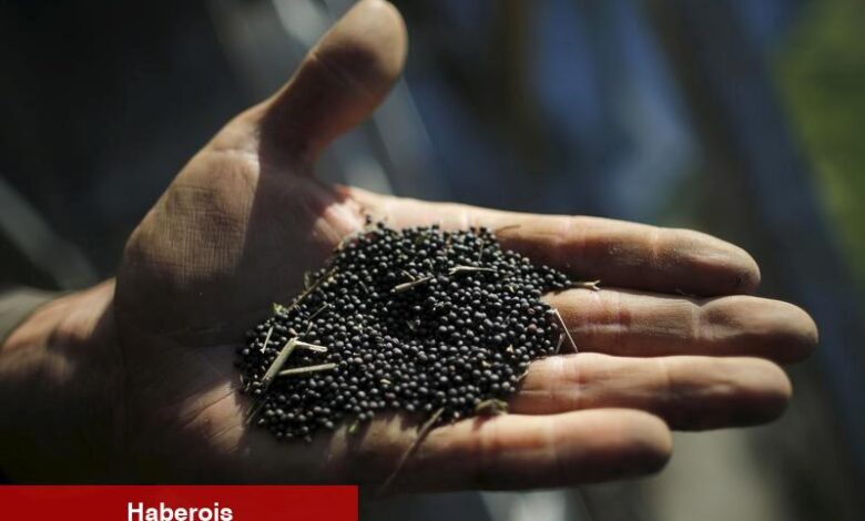 Nufarm zayıf yarıyıl yararları ve tohum ünitesi incelemesi nedeniyle %20’den fazla düştü - Haberois Nufarm zayıf yarıyıl yararları ve tohum ünitesi incelemesi nedeniyle %20’den fazla düştü