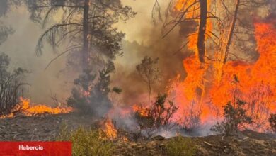 OGM'den kritik uyarı! Sıcaklık arttı 6 vilayette ormanlara giriş yasaklandı!