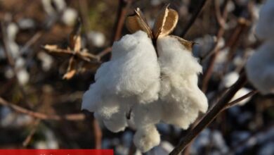 PİYASAYA BAKIŞ-ABD ve Çin’in karşılıklı olarak tarifeleri azaltmaları pamuk fiyatını da yükseltti