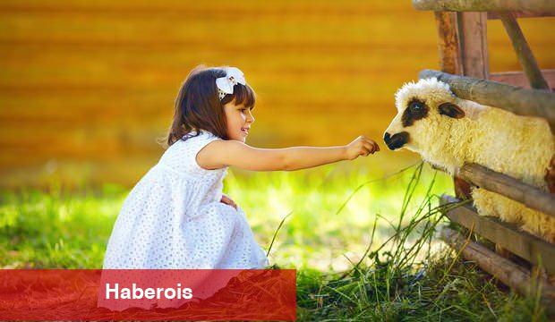 Psikolog Elif Zahide Gök'ten ebeveynlere ihtar: Çocuklara Kurban Bayramını anlatırken dikkat!