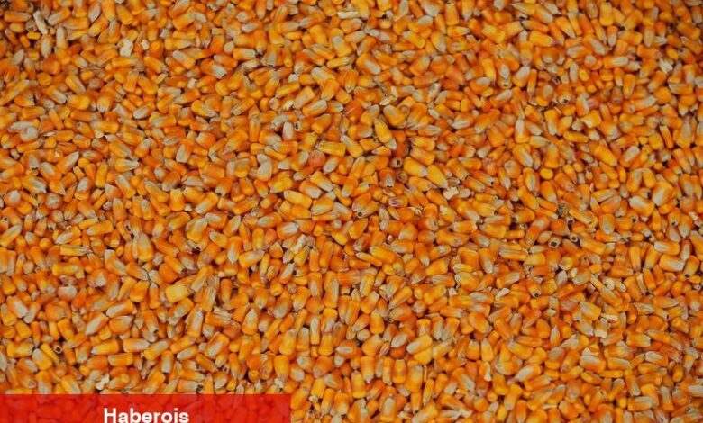 Rusya ve Mısır LNG terminalleri inşası için görüşüyor - Haberois Rusya ve Mısır LNG terminalleri inşası için görüşüyor