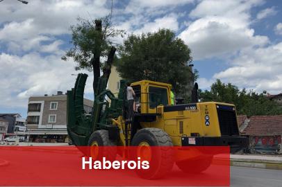 Sakarya sökülen her ağaç öteki alanda yaşatılıyor