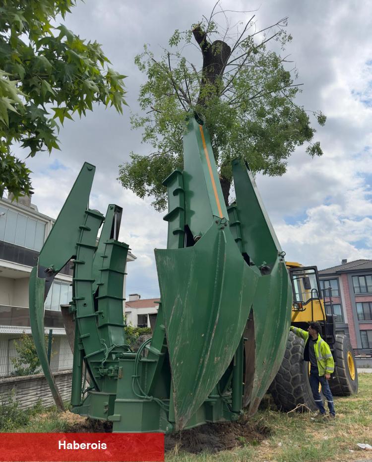 Sakarya sökülen her ağaç öteki alanda yaşatılıyor