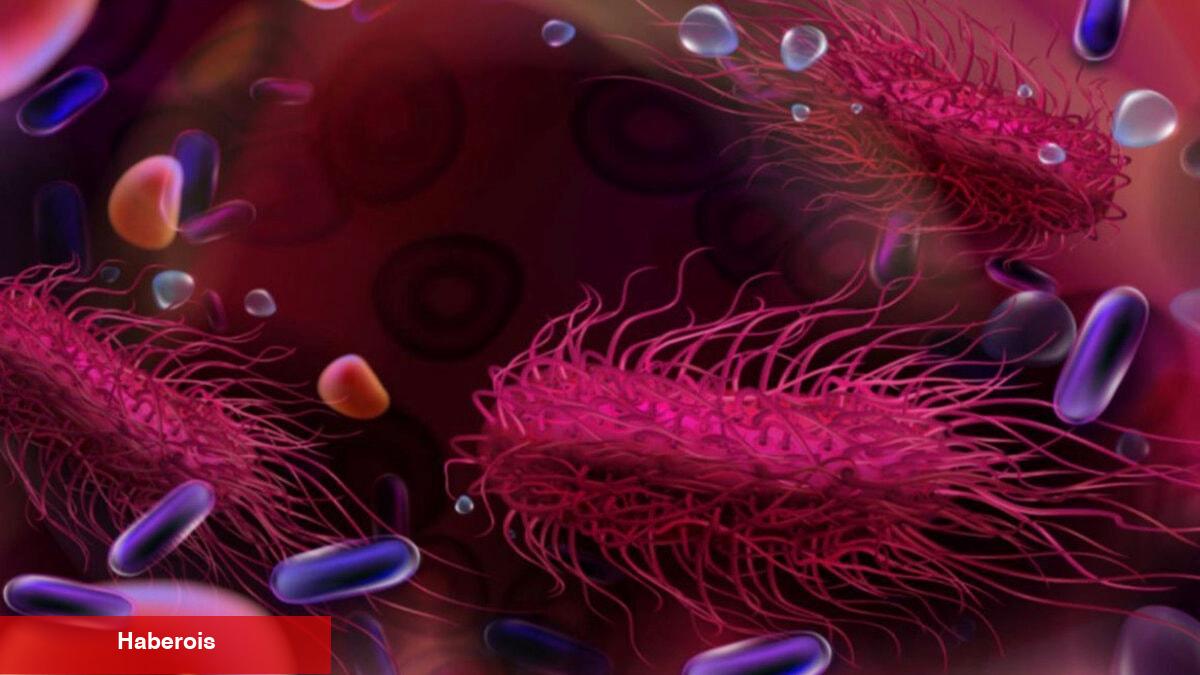 Salmonella'dan korunmanın 5 yolu - Haberois Salmonella'dan korunmanın 5 yolu