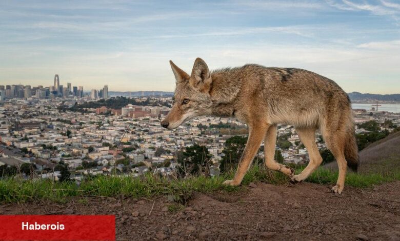 San Francisco'nun çakalları - Haberois San Francisco'nun çakalları