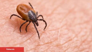 Sivas'taki kene hadiseleri TBMM'ye taşındı - Haberois Sivas'taki kene hadiseleri TBMM'ye taşındı