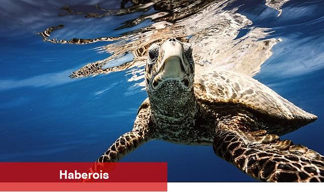 Tabiatla Birlikte Varız: Biyolojik Çeşitliliği Korumak Ömrü Korumaktır