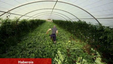 Tarla alarm veriyor: Türkiye’nin meyve üretiminde sert düşüş bekleniyor