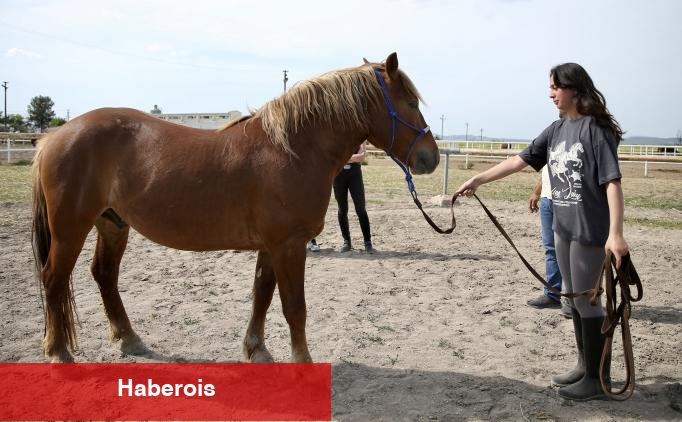 Üniversite öğrencileri atları "oyunlarla" eğitiyor - Haberois Üniversite öğrencileri atları "oyunlarla" eğitiyor
