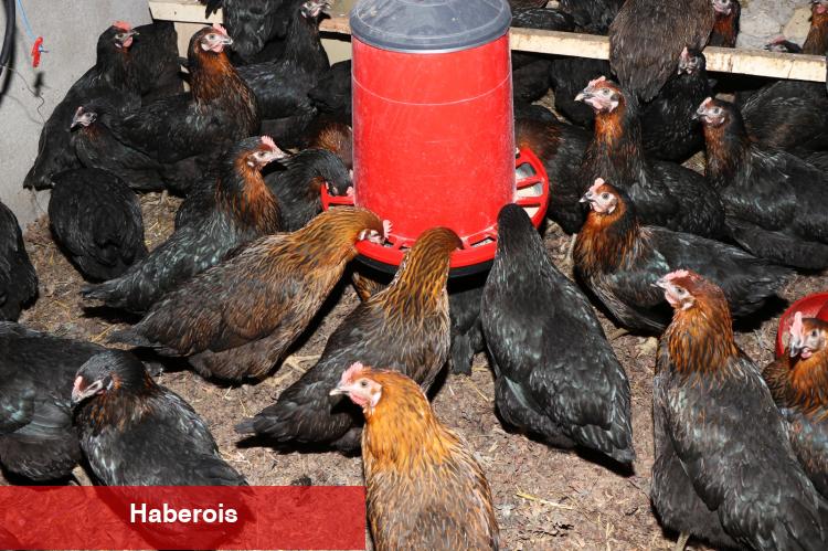 Üreticiye yüzde 50 hibeli yumurta tavuğu takviyesi