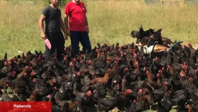 Üreticiye yüzde 50 hibeli yumurta tavuğu takviyesi