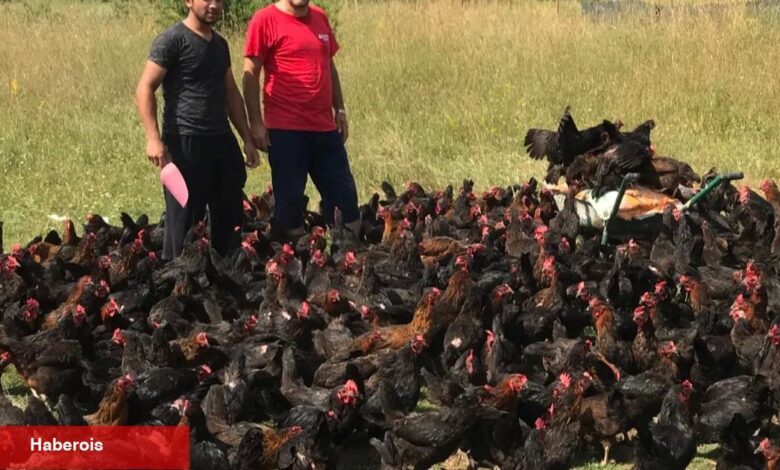 Üreticiye yüzde 50 hibeli yumurta tavuğu takviyesi