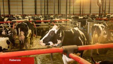 Washington'daki Upheaval, kuş gribine karşı kampanyayı engelliyor - Haberois Washington'daki Upheaval, kuş gribine karşı kampanyayı engelliyor