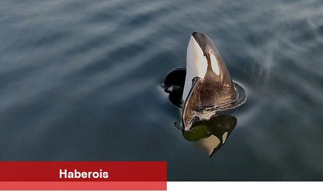 2 Kısımdan Oluşan 'Orkaların Gizemli Yaşamı', 8 ve 15 Haziran Pazar Günleri 20.00'de National Geographic WILD Ekranlarında İzleyicilerle Buluşuyor!
