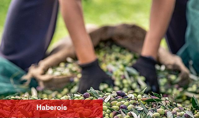 30 bin kilometre uçtular Türkiye'nin Avustralya'ya zeytin ve zeytinyağı ihracatını yüzde 143 artırdılar - Haberois 30 bin kilometre uçtular Türkiye'nin Avustralya'ya zeytin ve zeytinyağı ihracatını yüzde 143 artırdılar