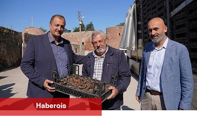 Bayram Öncesi İznik'te Mezarlıklar Çiçek Açıyor - Haberois Bayram Öncesi İznik'te Mezarlıklar Çiçek Açıyor