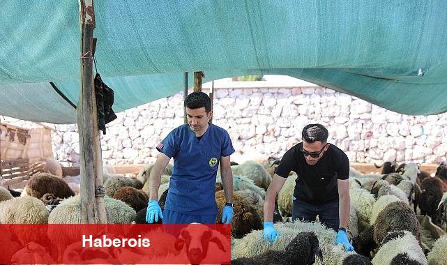 Buca'da Kurban Bayramı öncesi sıkı denetim - Haberois Buca'da Kurban Bayramı öncesi sıkı denetim