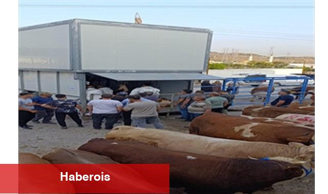 Büyükşehir'den bayramda inançlı ve hijyenik kesim hizmeti - Haberois Büyükşehir'den bayramda inançlı ve hijyenik kesim hizmeti