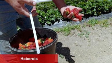 Çilekte kalitenin adresi Akçat Köyü - Haberois Çilekte kalitenin adresi Akçat Köyü