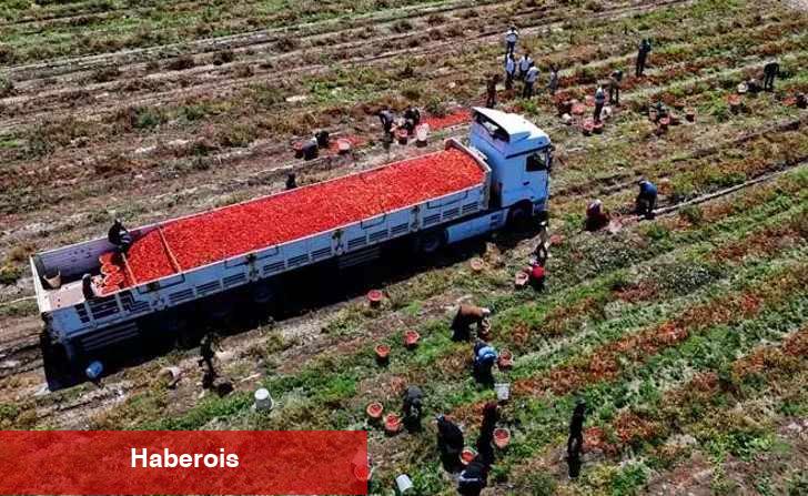 Domates yiyen hastalık nedir unutuyor! Yararları saymakla bitmiyor